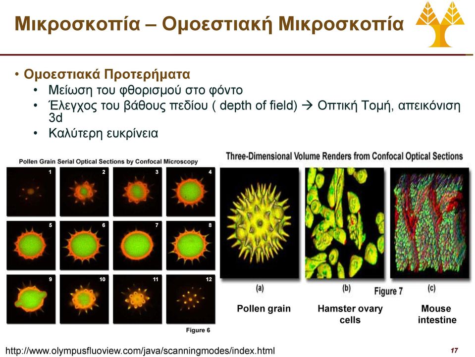 Τομή, απεικόνιση 3d Καλύτερη ευκρίνεια Pollen grain Hamster ovary cells