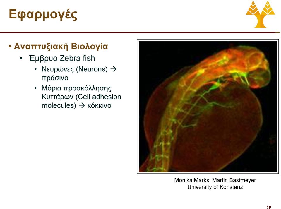 Κυττάρων (Cell adhesion molecules) κόκκινο