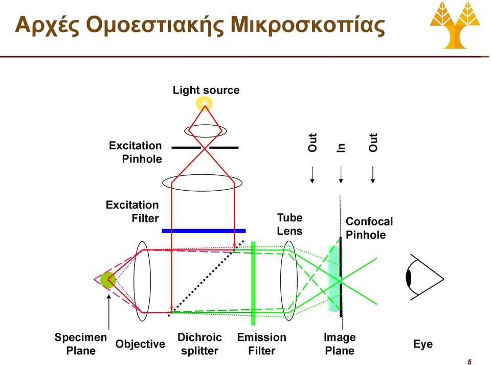 Lens Confocal Pinhole Specimen Plane Objective