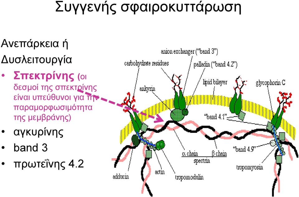 σπεκτρίνης είναι υπεύθυνοι για την