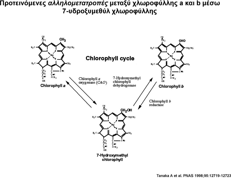 7-υδροξυμεθύλ χλωροφύλλης Tanaka