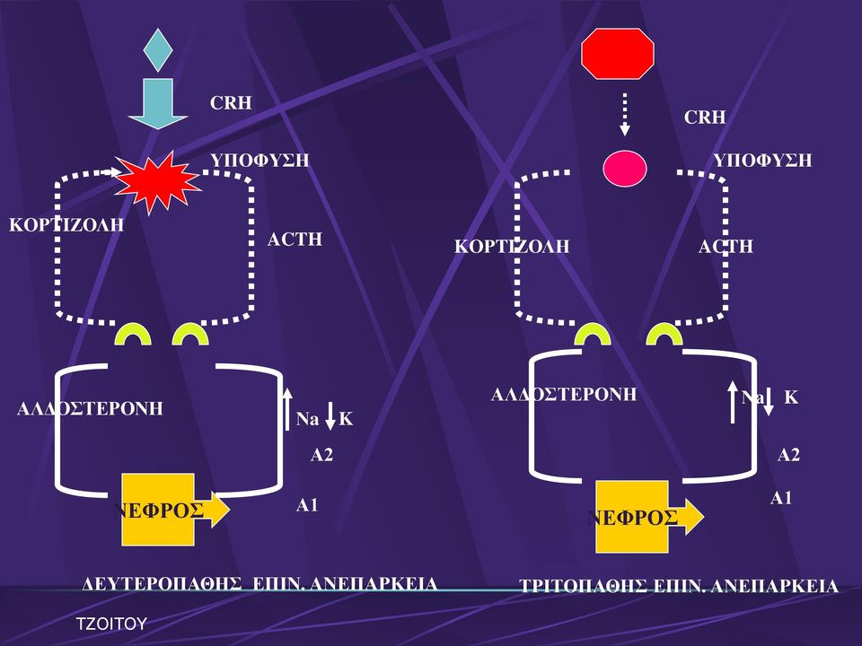 ΑΛΔΟΣΕΡΟΝΗ Νa K Α2 Α2 ΝΕΦΡΟ Α1 ΝΕΦΡΟ Α1