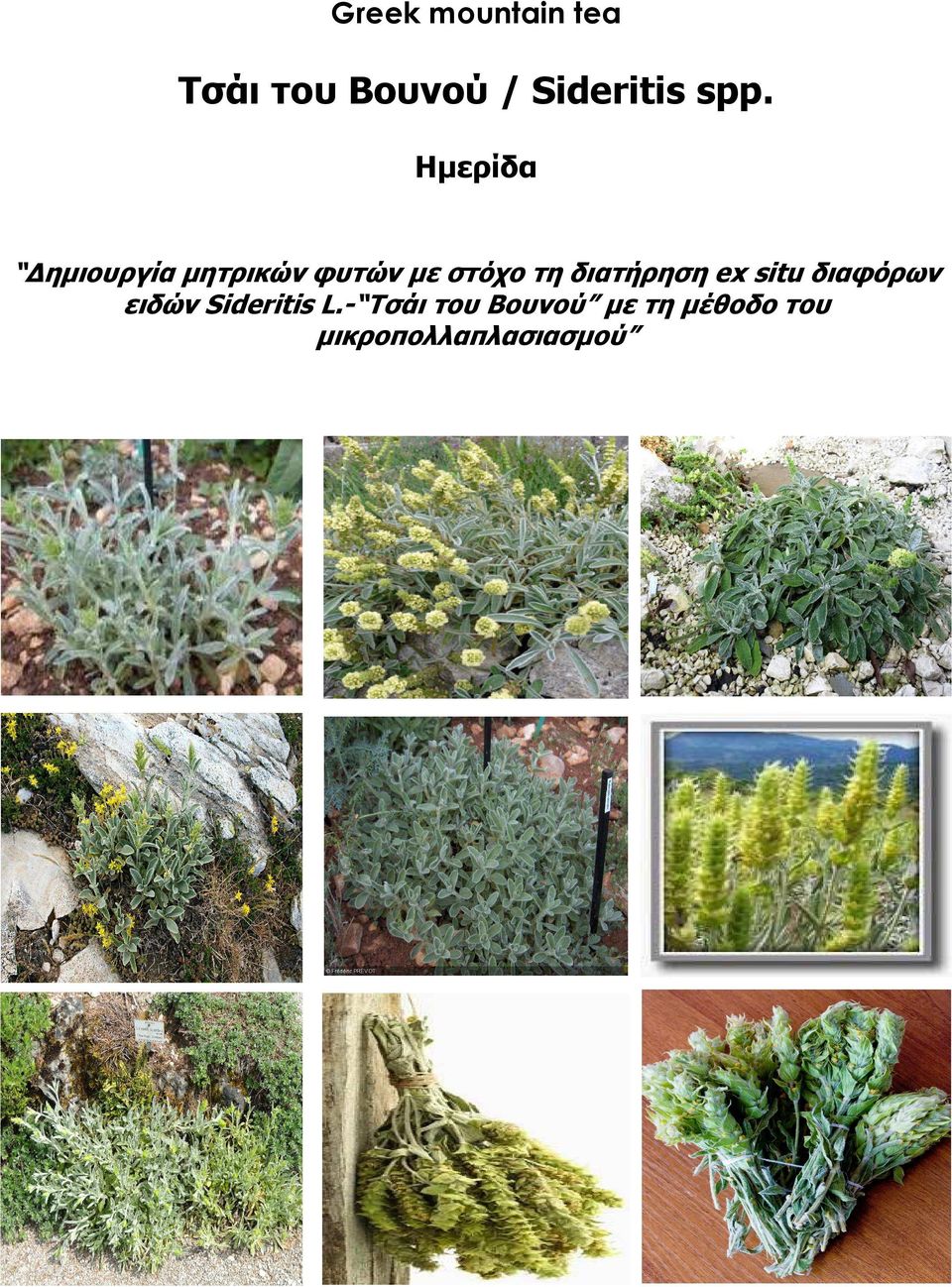 διατήρηση ex situ διαφόρων ειδών Sideritis L.