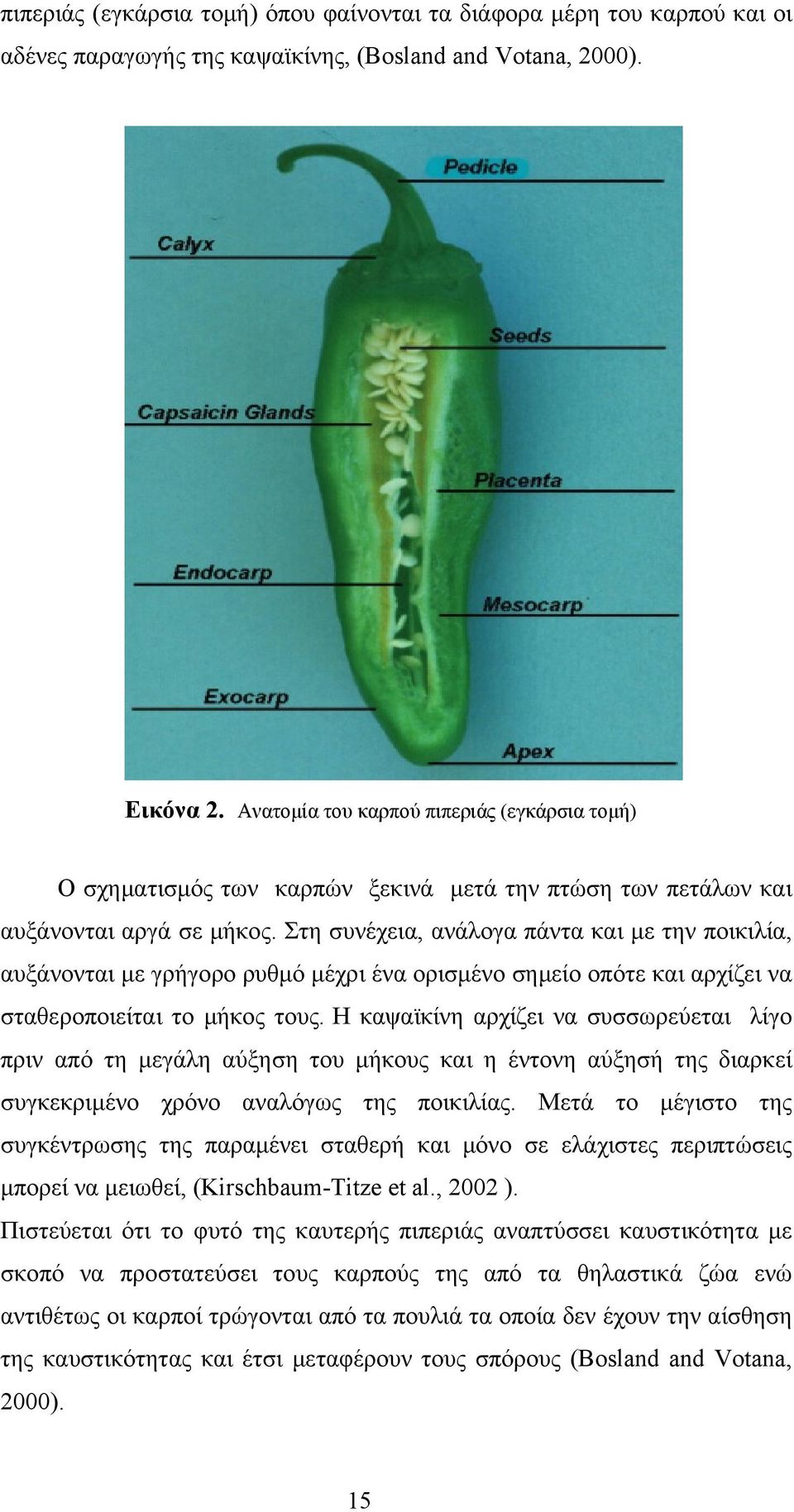 Στη συνέχεια, ανάλογα πάντα και με την ποικιλία, αυξάνονται με γρήγορο ρυθμό μέχρι ένα ορισμένο σημείο οπότε και αρχίζει να σταθεροποιείται το μήκος τους.