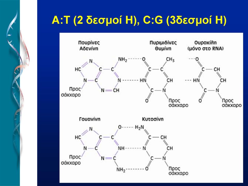 Η), C:G