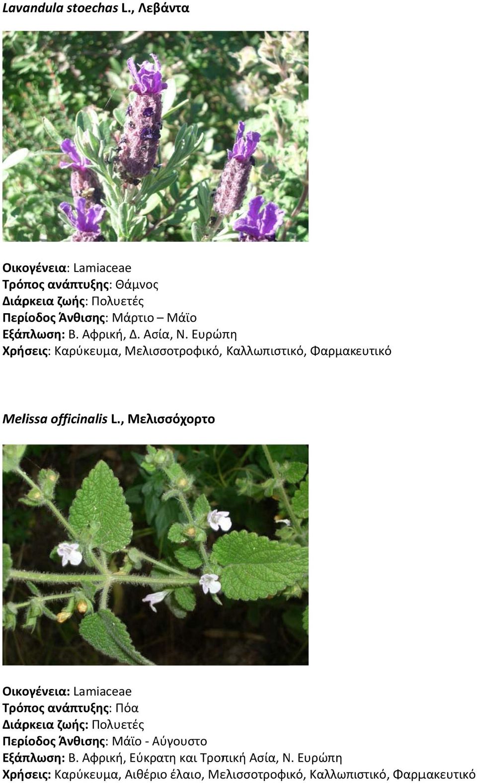 Ευρώπη Χρήσεις: Καρύκευμα, Μελισσοτροφικό, Καλλωπιστικό, Φαρμακευτικό Melissa officinalis L.