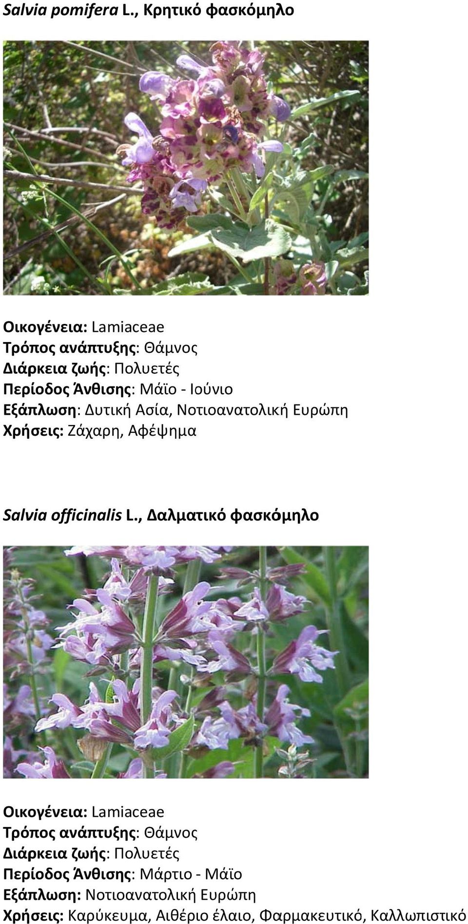 Νοτιοανατολική Ευρώπη Χρήσεις: Ζάχαρη, Αφέψημα Salvia officinalis L.