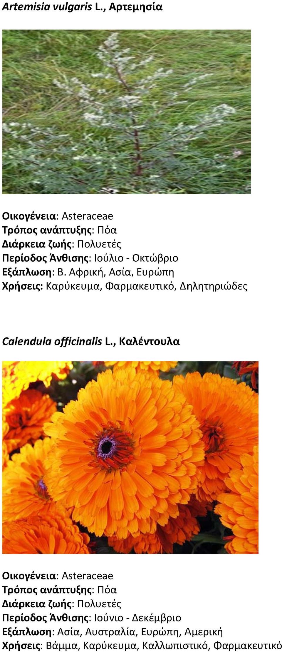 Αφρική, Aσία,, Eυρώπη Χρήσεις: Καρύκευμα, Φαρμακευτικό, Δηλητηριώδες Calendula officinalis