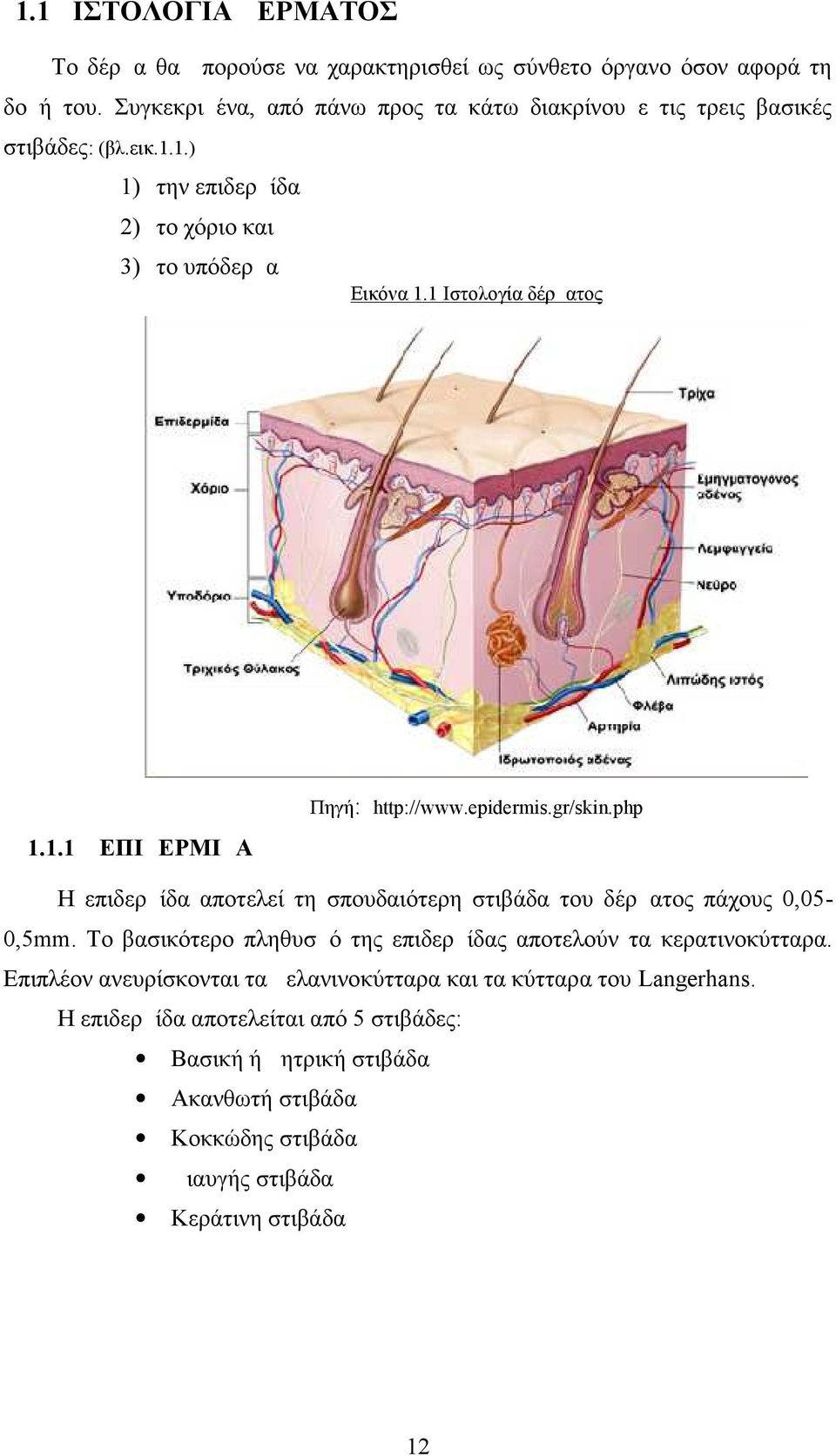 1.1 ΕΠΙΔΕΡΜΙΔΑ Πηγή: http://www.epidermis.gr/skin.php Η επιδερμίδα αποτελεί τη σπουδαιότερη στιβάδα του δέρματος πάχους 0,05-0,5mm.