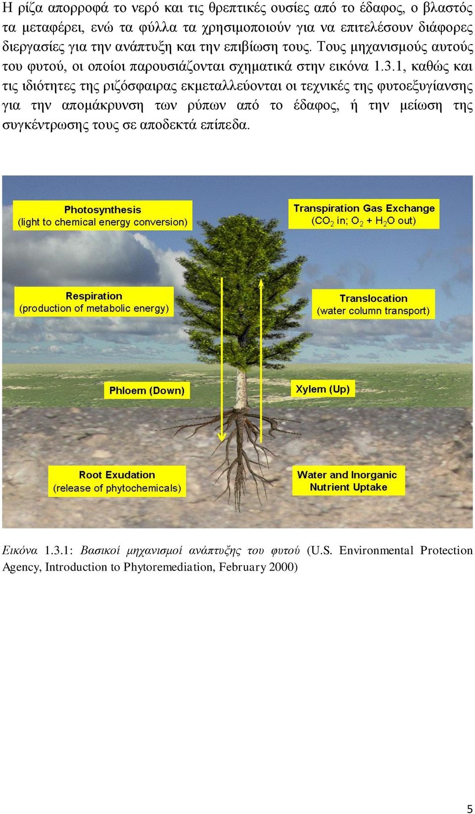 1, καθώς και τις ιδιότητες της ριζόσφαιρας εκμεταλλεύονται οι τεχνικές της φυτοεξυγίανσης για την απομάκρυνση των ρύπων από το έδαφος, ή την μείωση της