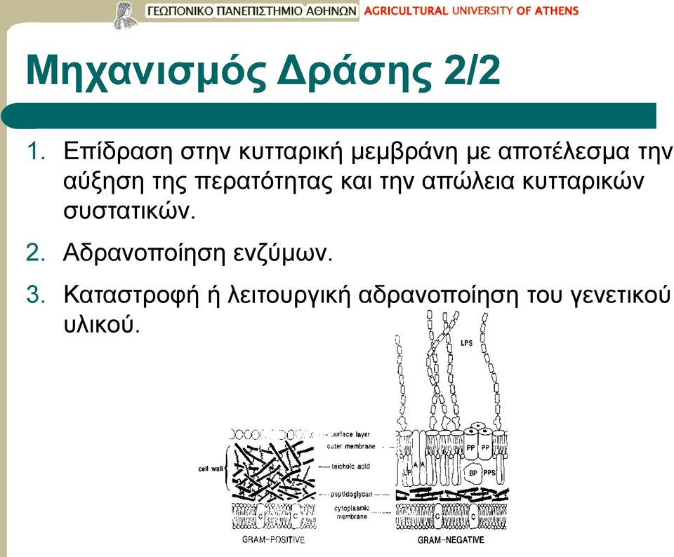 αύξηση της περατότητας και την απώλεια κυτταρικών