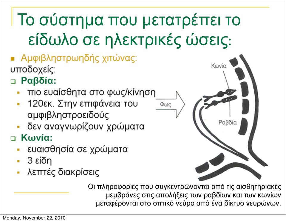 αισθητηριακές µεµβράνες στις απολήξεις των ραβδίων και