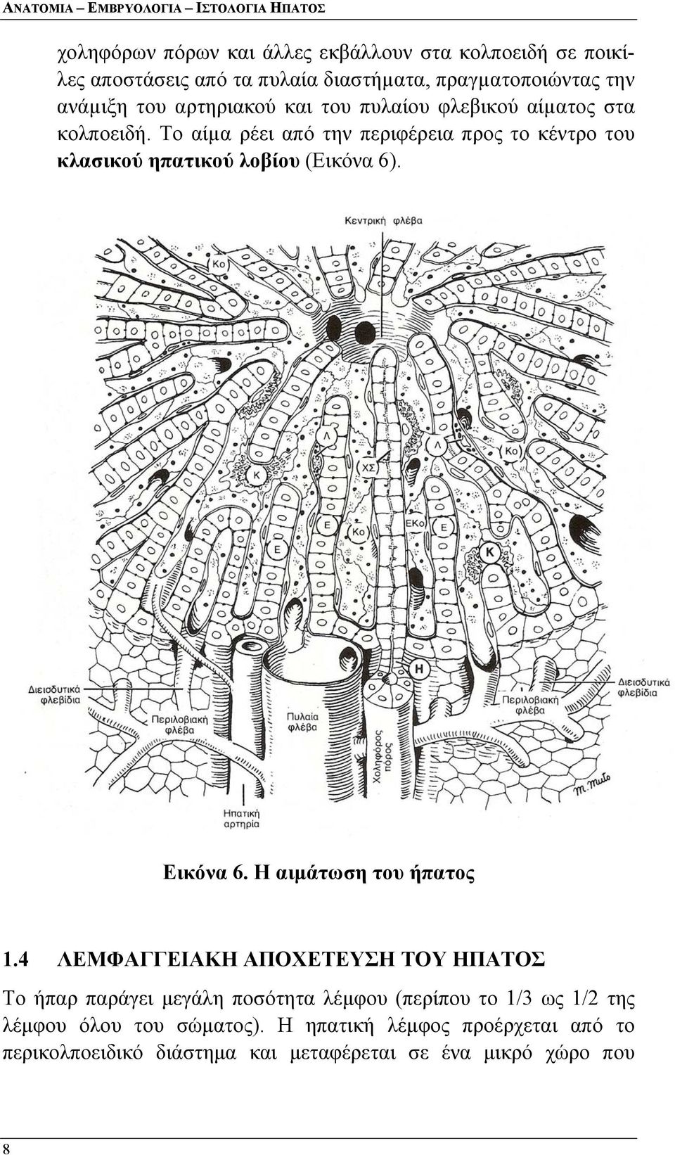 Το αίµα ρέει από την περιφέρεια προς το κέντρο του κλασικού ηπατικού λοβίου (Εικόνα 6). Εικόνα 6. Η αιμάτωση του ήπατος 1.