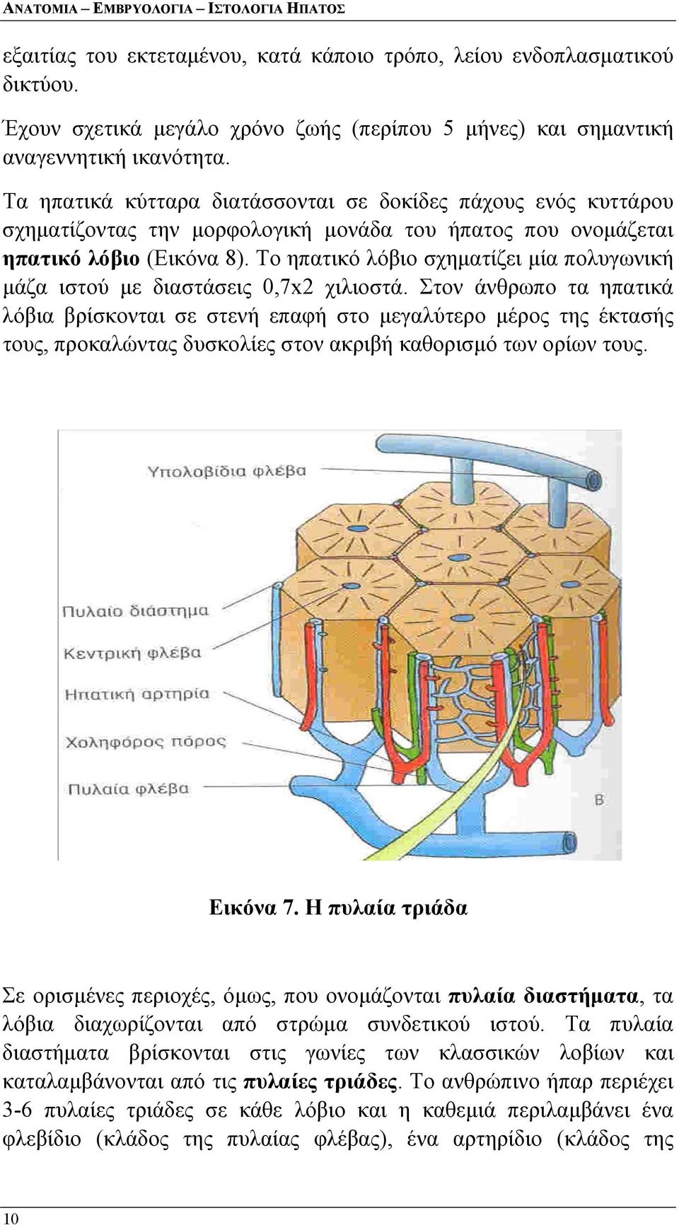 Τα ηπατικά κύτταρα διατάσσονται σε δοκίδες πάχους ενός κυττάρου σχηματίζοντας την μορφολογική μονάδα του ήπατος που ονομάζεται ηπατικό λόβιο (Εικόνα 8).