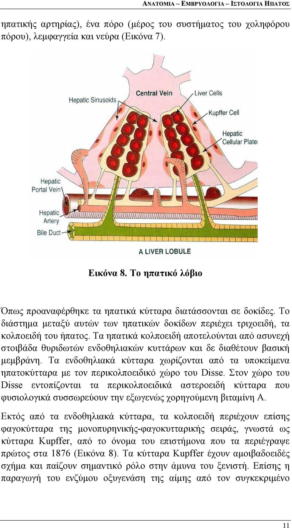 Τα ηπατικά κολποειδή αποτελούνται από ασυνεχή στοιβάδα θυριδωτών ενδοθηλιακών κυττάρων και δε διαθέτουν βασική μεμβράνη.