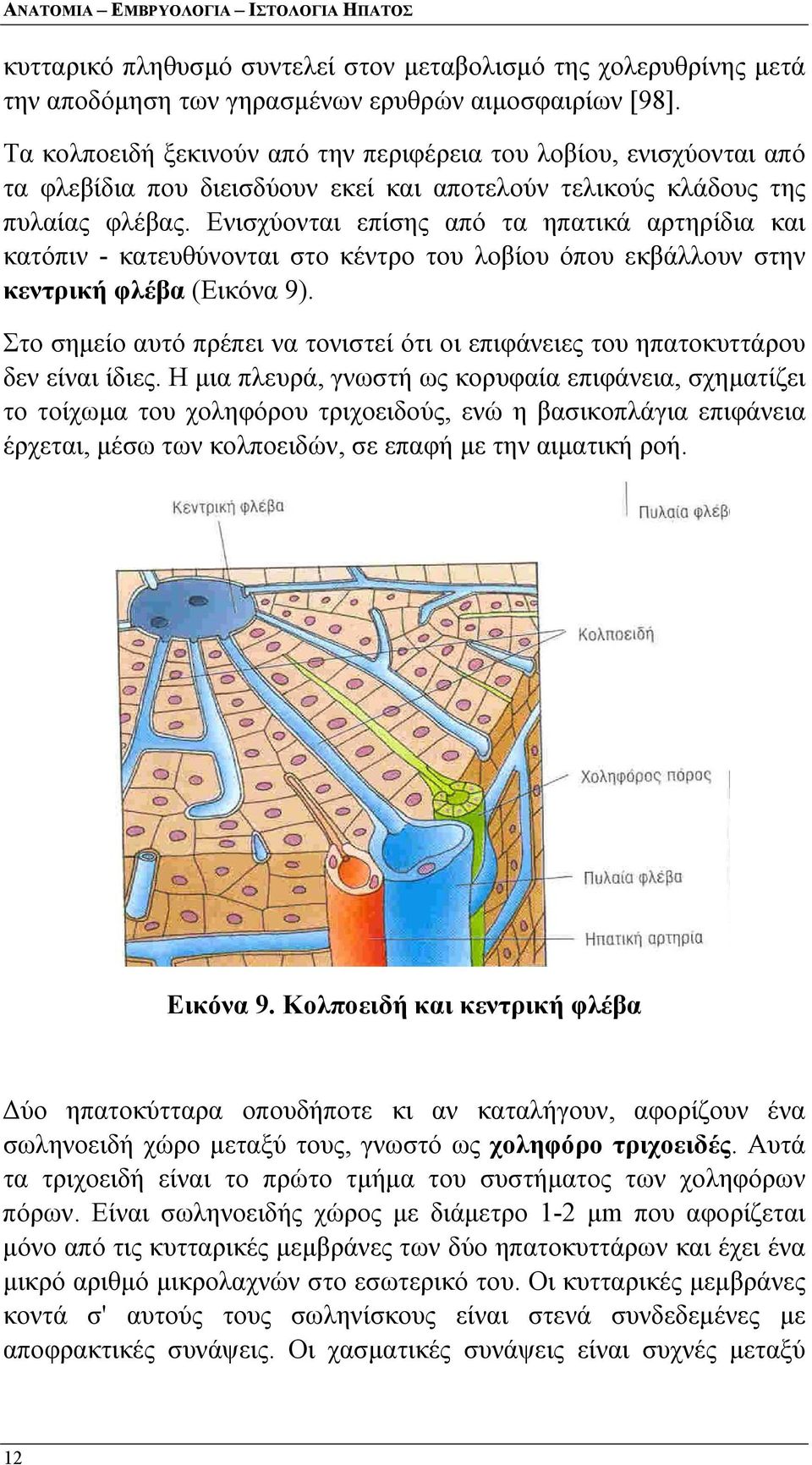 Ενισχύονται επίσης από τα ηπατικά αρτηρίδια και κατόπιν - κατευθύνονται στο κέντρο του λοβίου όπου εκβάλλουν στην κεντρική φλέβα (Εικόνα 9).