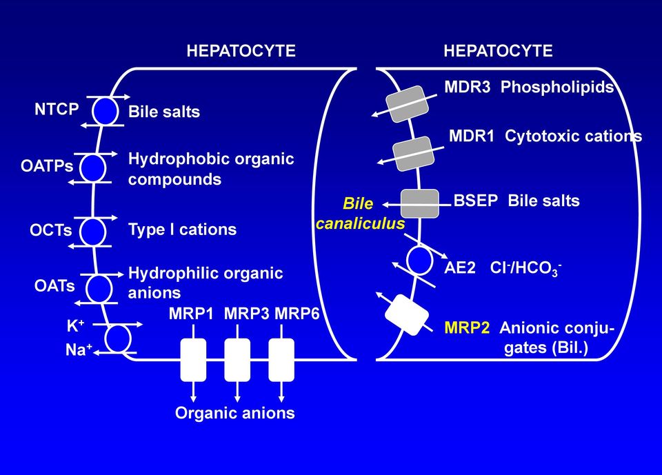 Cytotoxic cations BSEP Bile salts OATs K + Na + Hydrophilic organic