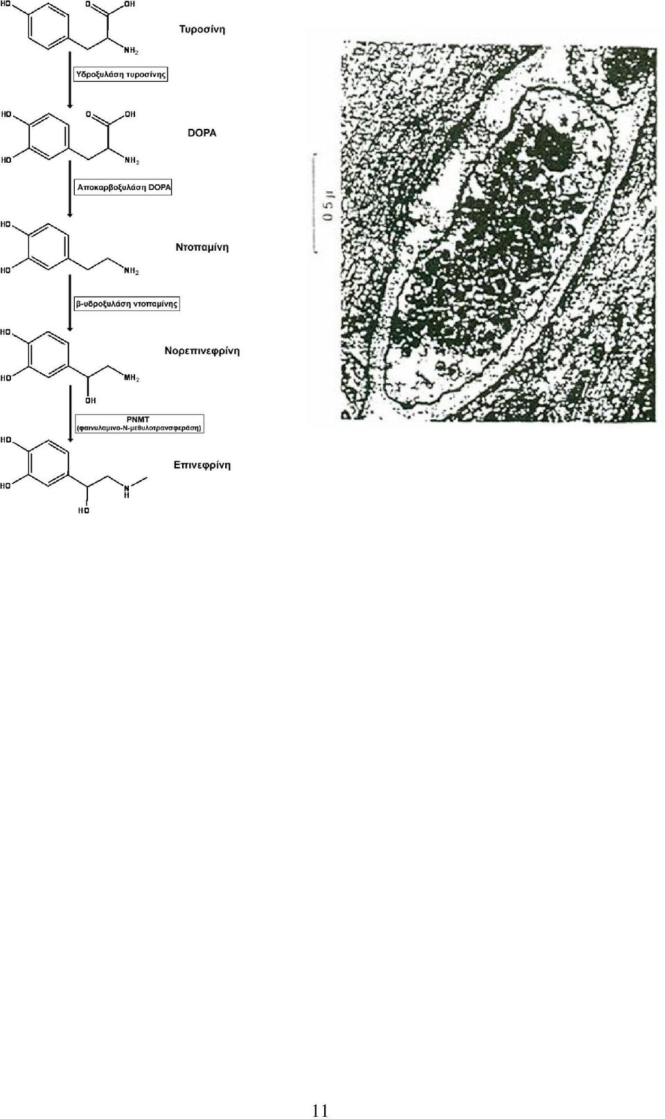 Η φαινυλαιθανολάμινο-ν-μεθυλοτρανσφεράση (ΡΜΝΤ), αποτελεί το ένζυμο κλειδί της μετατροπής της νορεπινεφρίνης σε επινεφρίνη και εντοπίζεται κυρίως σε εξειδικευμένα κύτταρα του μυελού των επινεφριδίων.