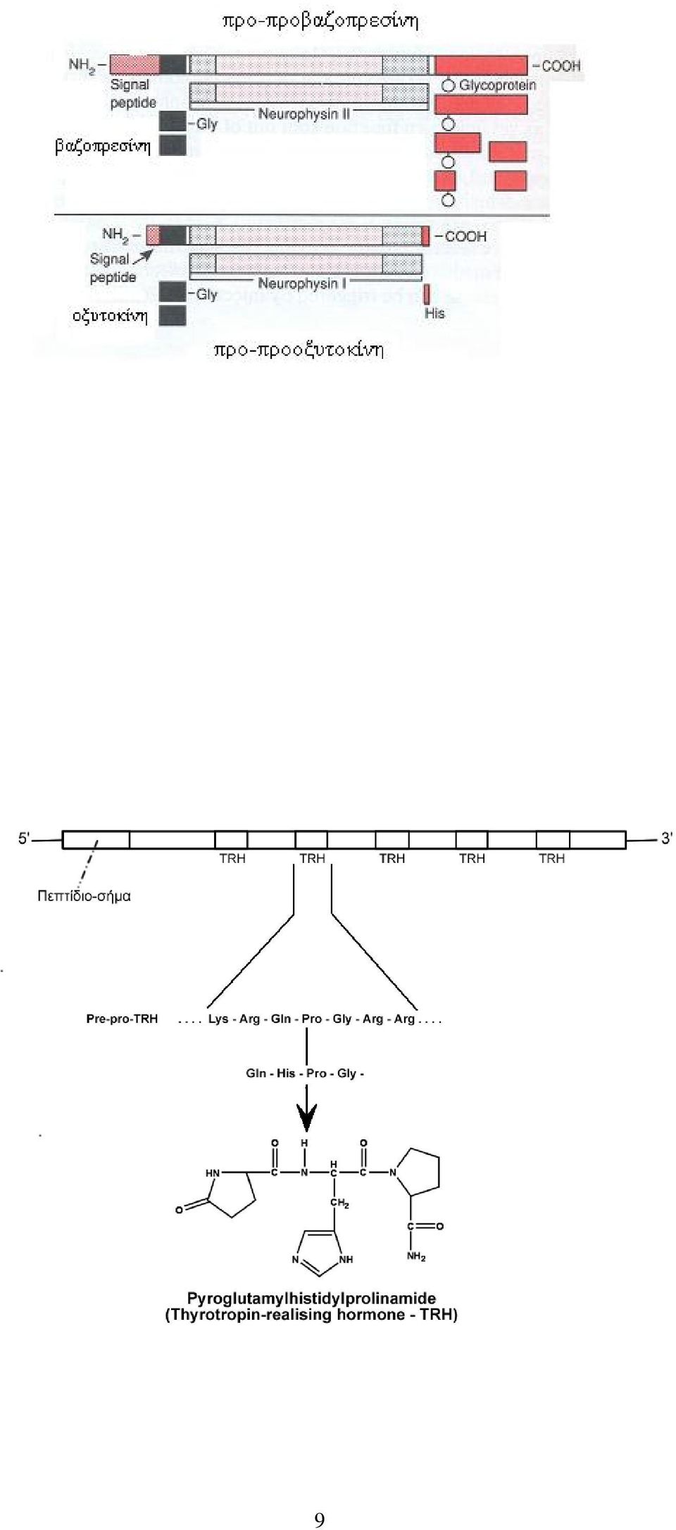 μεθειονίνο-εγκεφαλίνης (Μ) (Σχ.6). Με ανάλογο τρόπο, η πρόδρομη της TRH (Thyrotropin realeasing hormone, θυρεοεκλυτίνη) περιέχει πέντε αντίτυπα της πρόδρομης, της TRH.