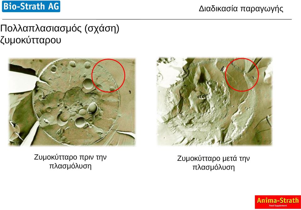 ζυμοκύτταρου Ζυμοκύτταρο πριν