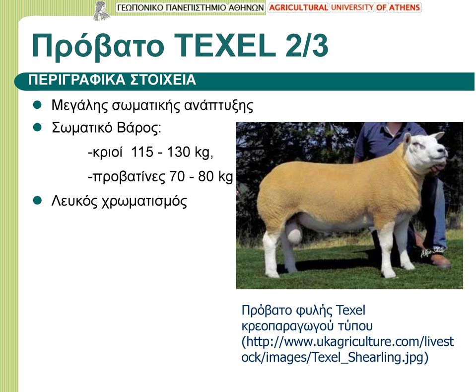 kg Λευκός χρωματισμός Πρόβατο φυλής Texel κρεοπαραγωγού τύπου
