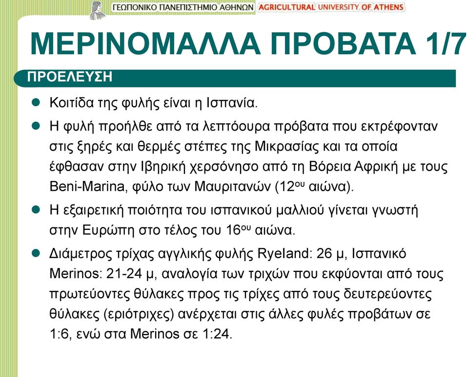 Αφρική με τους Beni-Marina, φύλο των Μαυριτανών (12 ου αιώνα). Η εξαιρετική ποιότητα του ισπανικού μαλλιού γίνεται γνωστή στην Ευρώπη στο τέλος του 16 ου αιώνα.