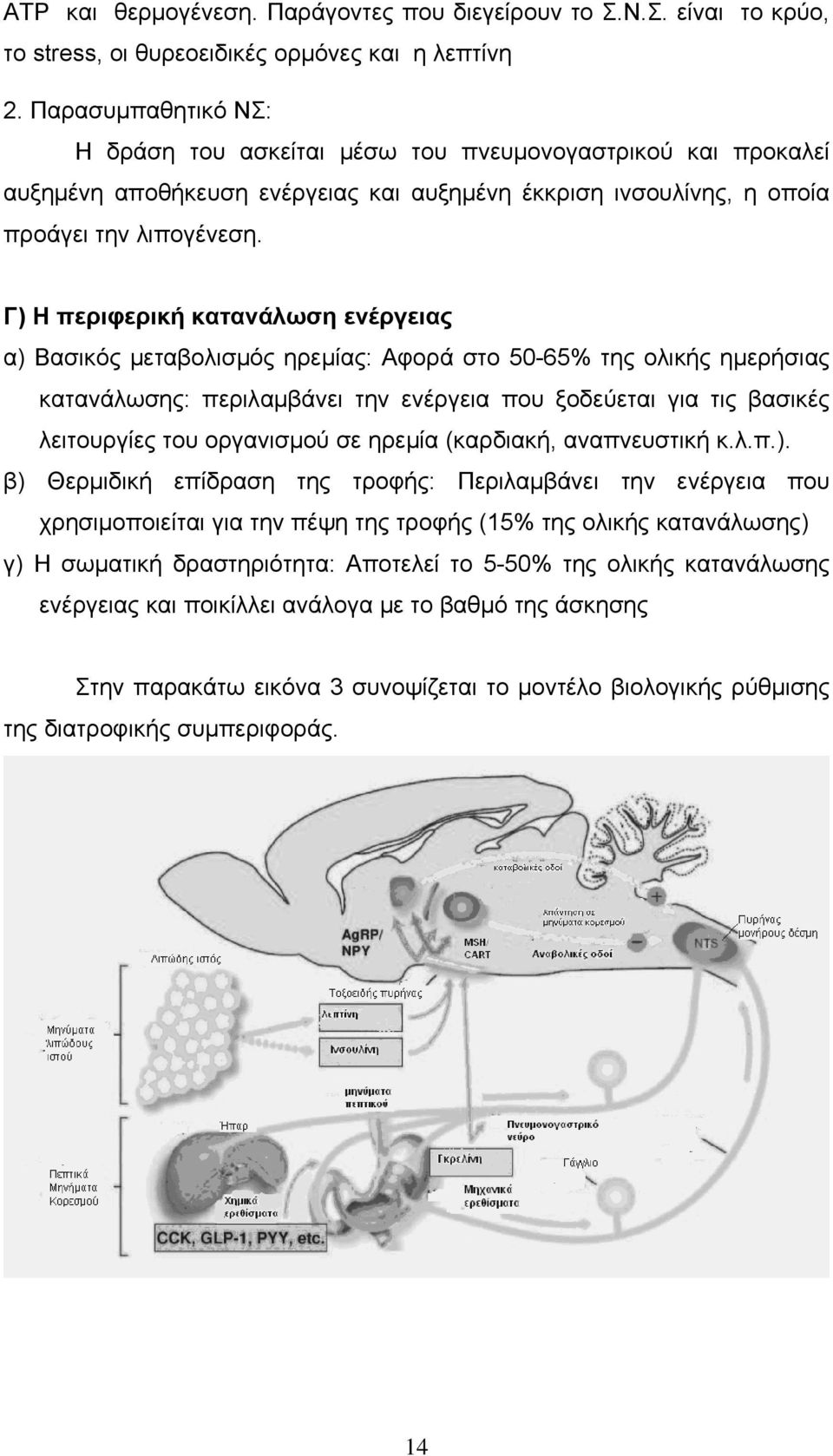 Γ) Η περιφερική κατανάλωση ενέργειας α) Βασικός μεταβολισμός ηρεμίας: Αφορά στο 50-65% της ολικής ημερήσιας κατανάλωσης: περιλαμβάνει την ενέργεια που ξοδεύεται για τις βασικές λειτουργίες του