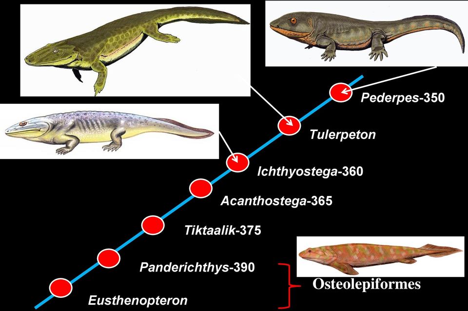 Tiktaalik-375