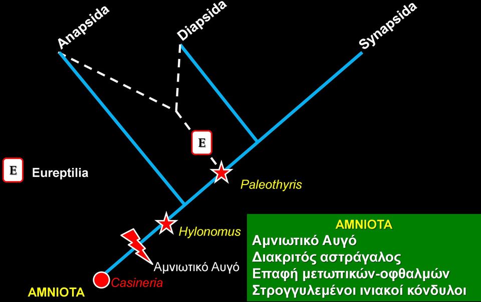 Αμνιωτικό Αυγό Διακριτός αστράγαλος Επαφή