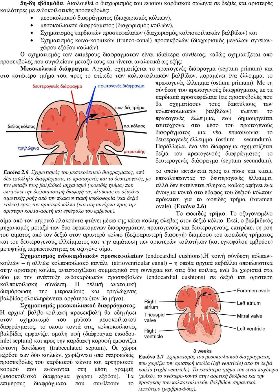 (διαχωρισµός κοιλιών), Σχηµατισµός καρδιακών προσκεφαλαίων (διαχωρισµός κολποκοιλιακών βαλβίδων) και Σχηµατισµός κωνο-κορµικώνκορµικών (trunco-conal) προσεκβολών (διαχωρισµός µεγάλων αγγείωνχώρου