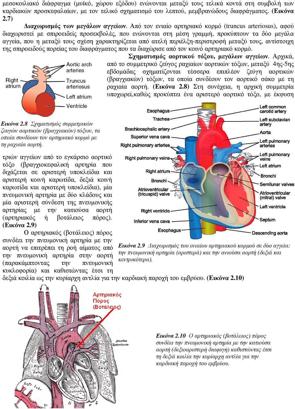 Από τον ενιαίο αρτηριακό κορµό (truncus arteriosus), αφού διαχωριστεί µε σπιροειδείς προσεκβολές, που ενώνονται στη µέση γραµµή, προκύπτουν τα δύο µεγάλα αγγεία, που η µεταξύ τους σχέση