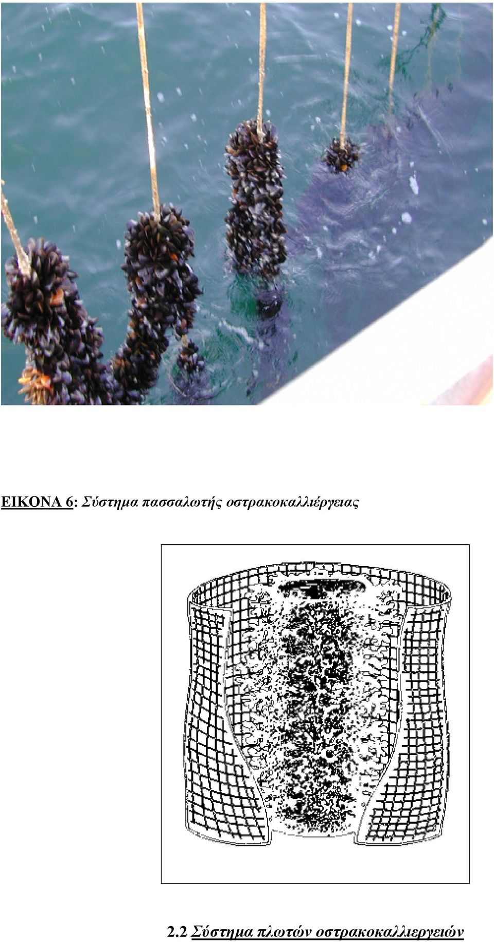 οστρακοκαλλιέργειας 2.