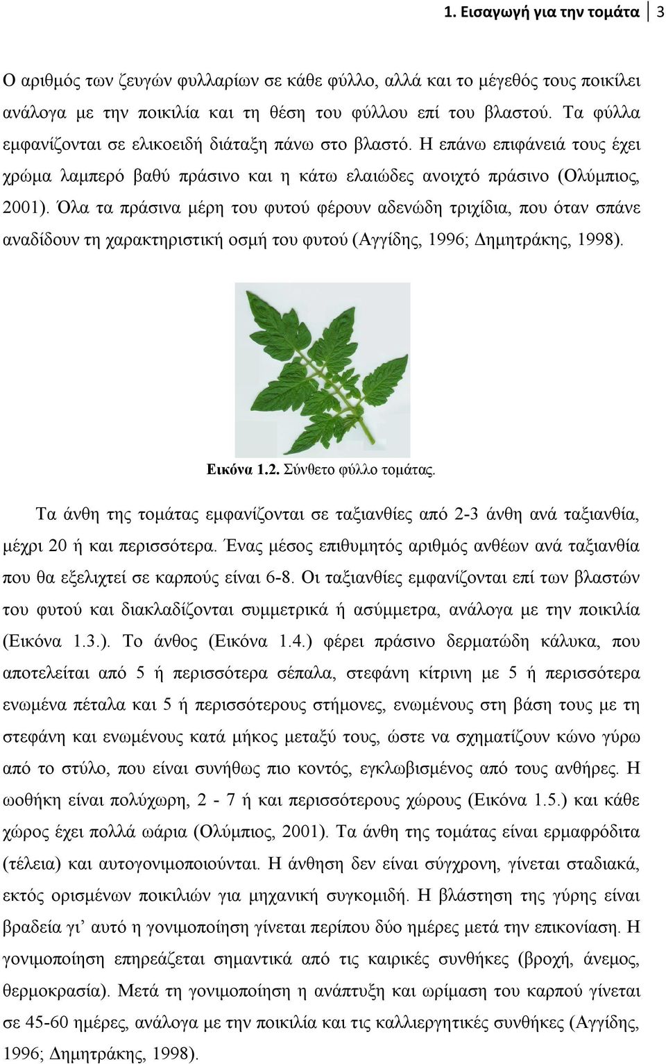 Όλα τα πράσινα μέρη του φυτού φέρουν αδενώδη τριχίδια, που όταν σπάνε αναδίδουν τη χαρακτηριστική οσμή του φυτού (Αγγίδης, 1996; Δημητράκης, 1998). Εικόνα 1.2. Σύνθετο φύλλο τομάτας.