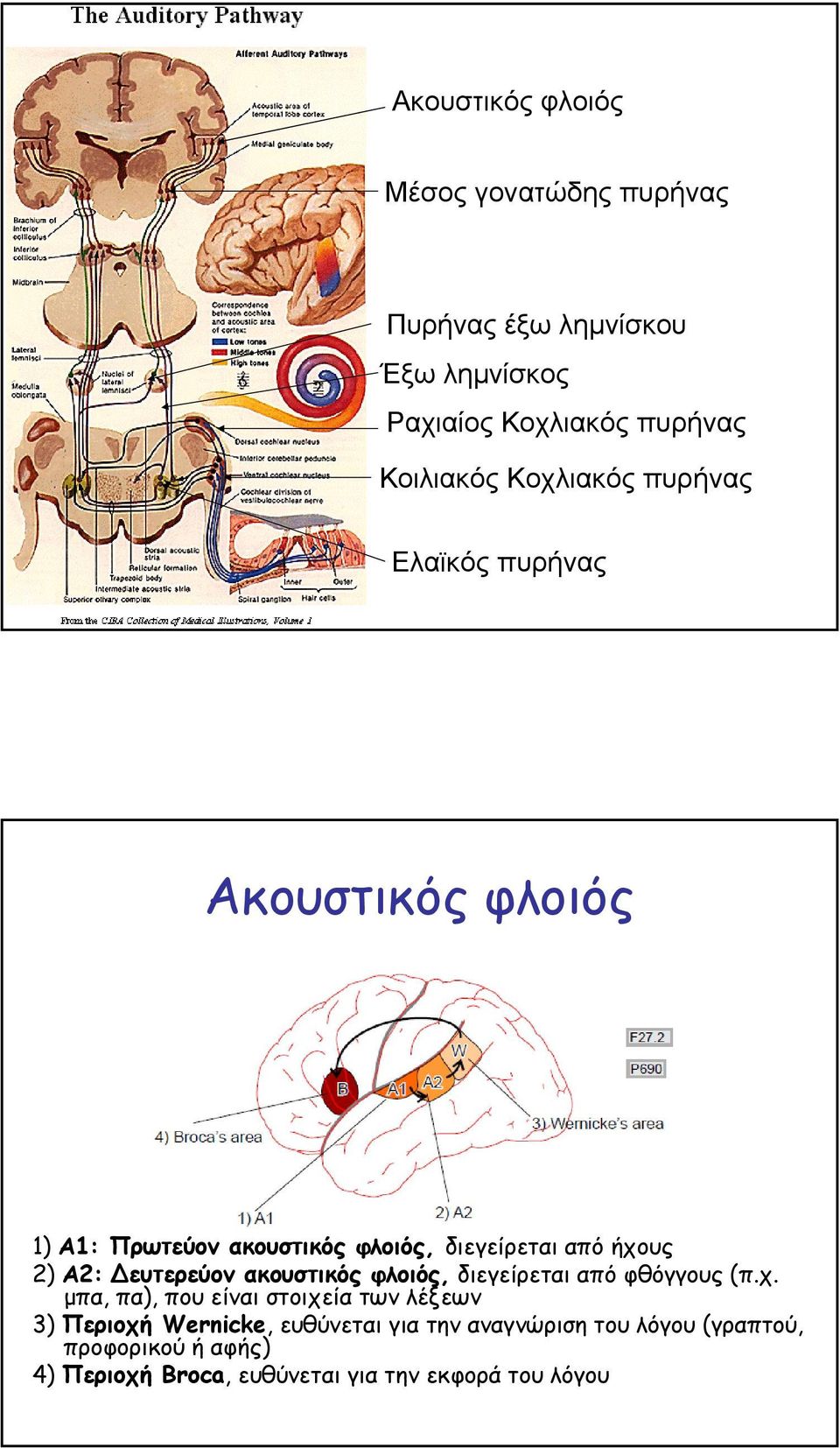 ευτερεύον ακουστικός φλοιός, διεγείρεται από φθόγγους (π.χ.