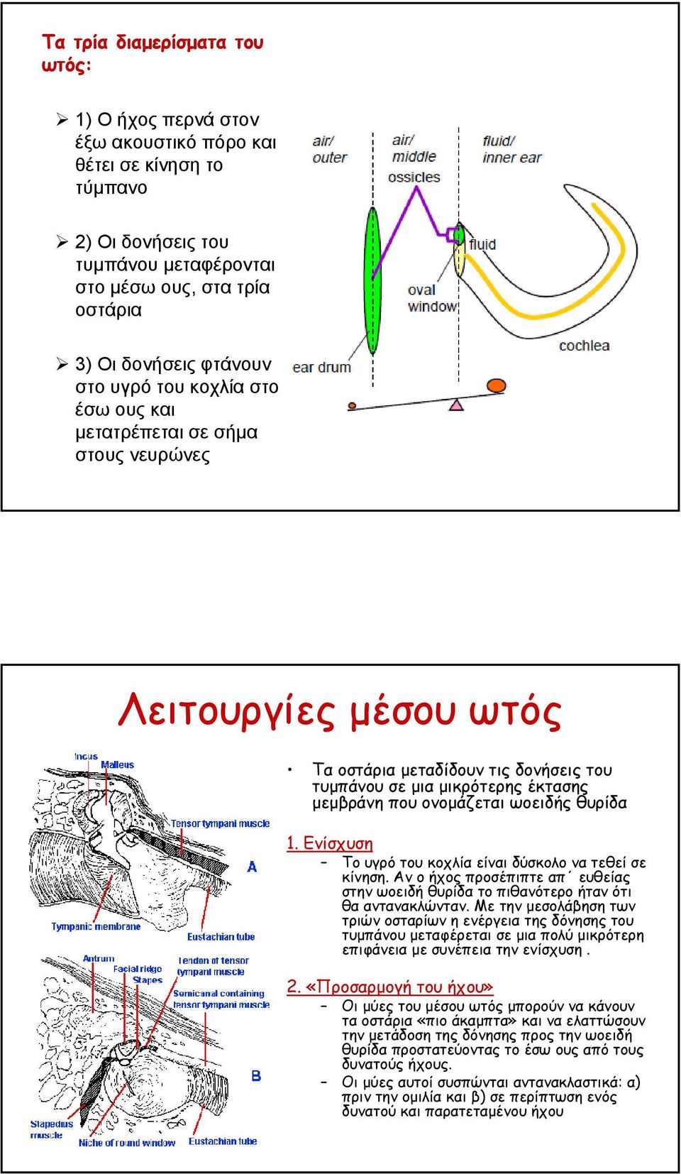 θυρίδα 1. Ενίσχυση Το υγρό του κοχλία είναι δύσκολο να τεθεί σε κίνηση. Αν ο ήχος προσέπιπτε απ ευθείας στην ωοειδή θυρίδα το πιθανότερο ήταν ότι θα αντανακλώνταν.