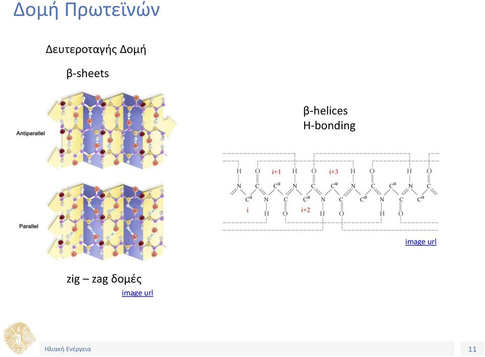 β-sheets β-helices