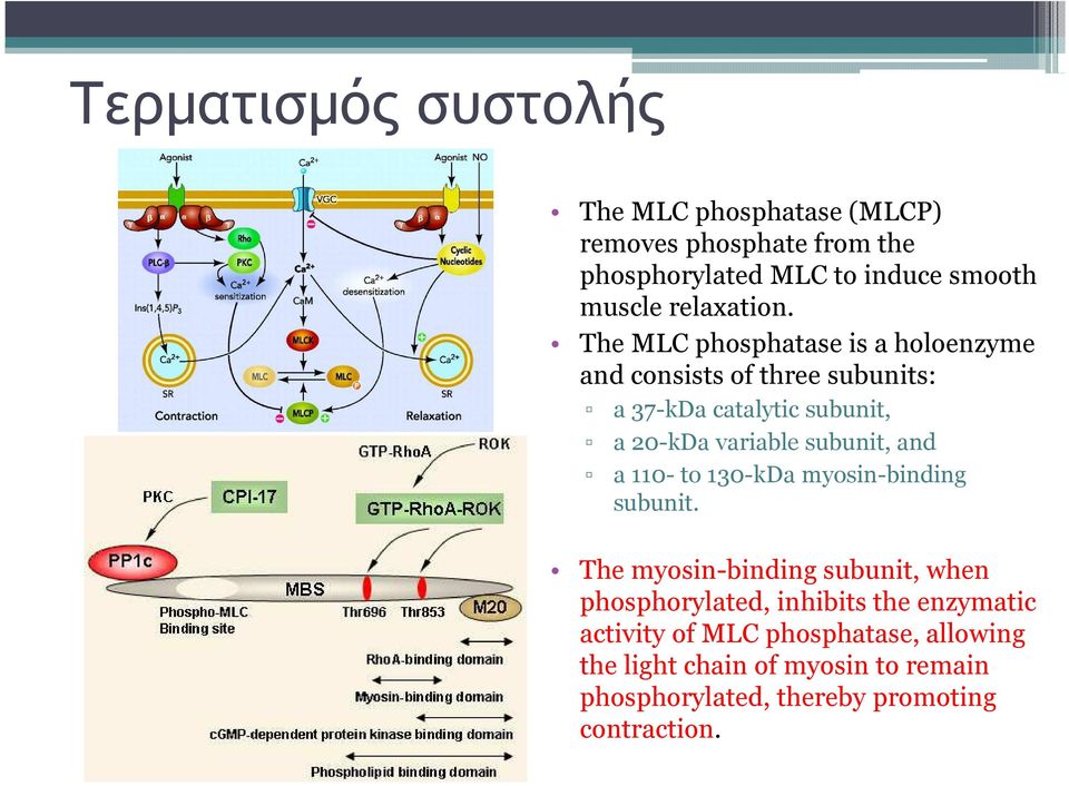 The MLC phosphatase is a holoenzyme and consistsof three subunits: a 37-kDa catalytic subunit, a 20-kDavariable subunit,