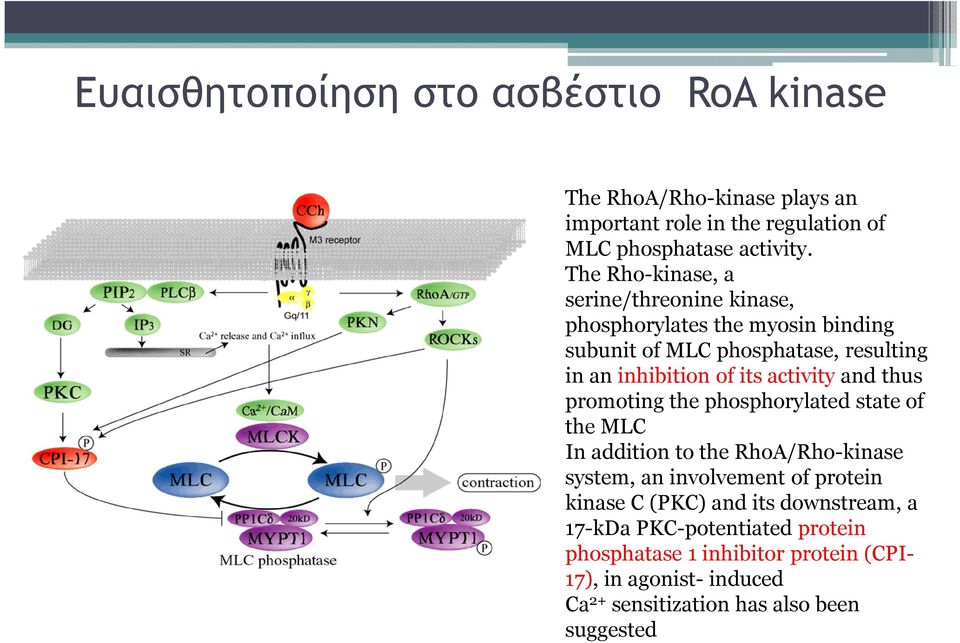 activity and thus promoting the phosphorylatedstate of the MLC In addition to the RhoA/Rho-kinase system, an involvement of protein kinasec
