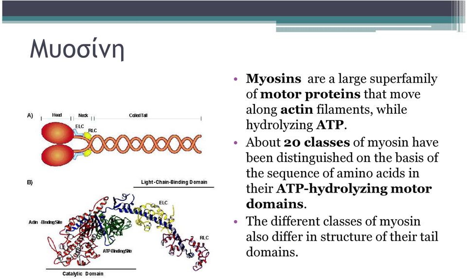 About 20 classesof myosin have been distinguished on the basis of the sequence