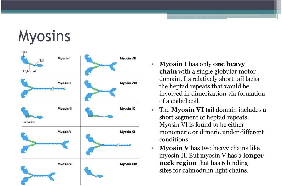 The Myosin VItail domain includes a short segment of heptad repeats.