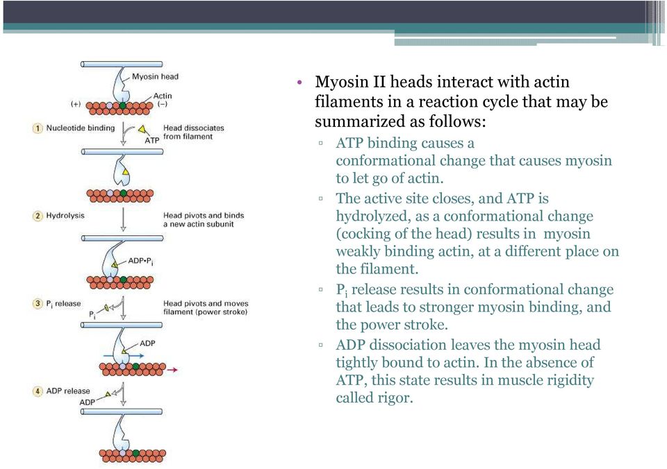 The active site closes, andatp is hydrolyzed, as a conformational change (cocking of the head) results in myosin weakly binding actin, at a