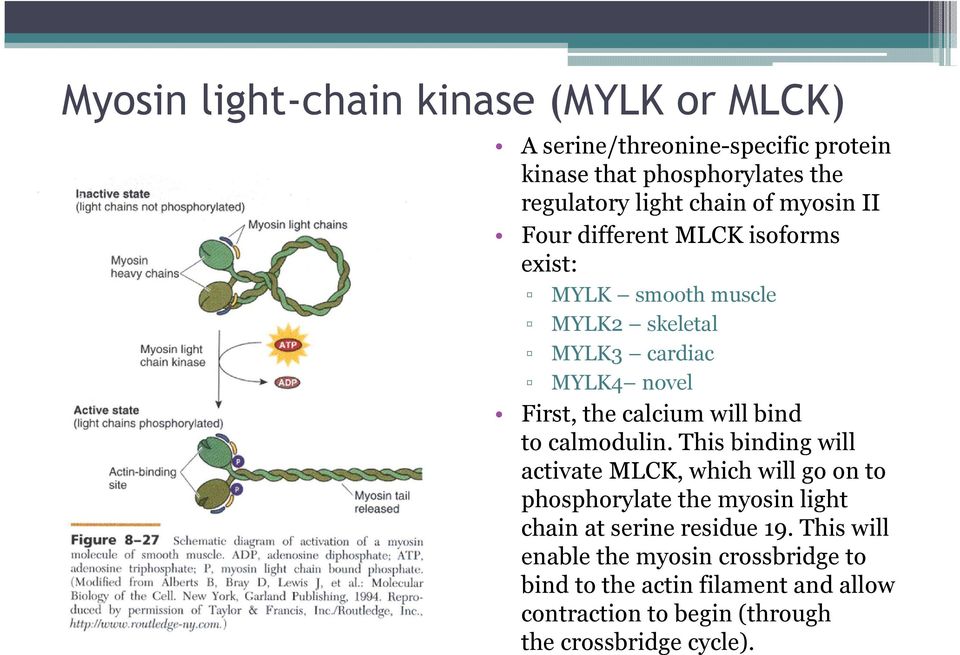 will bind tocalmodulin.