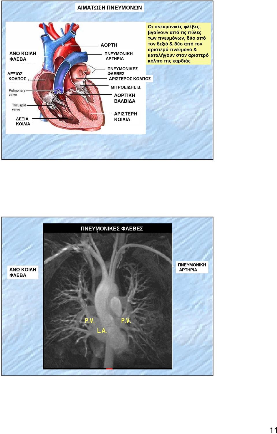 δύο από τον αριστερό πνεύμονα & καταλήγουν στον αριστερό κόλπο της καρδιάς ΜΙΤΡΟΕΙΔΗΣ Β.