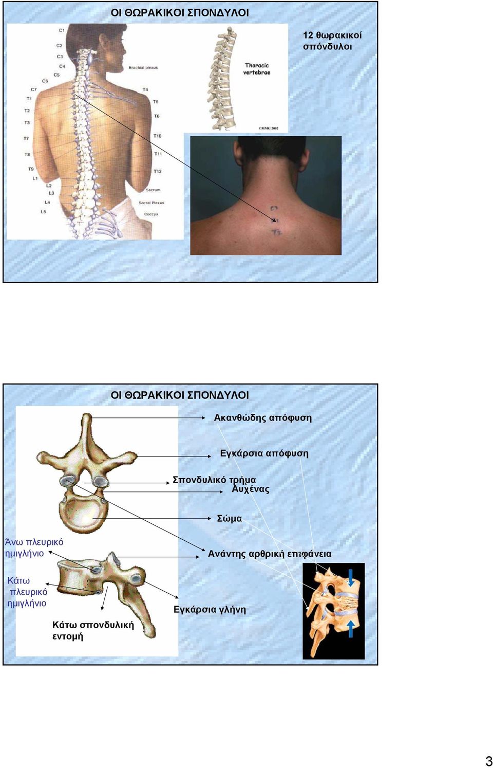 Αυχένας Σώμα Άνω πλευρικό ημιγλήνιο Κάτω πλευρικό ημιγλήνιο