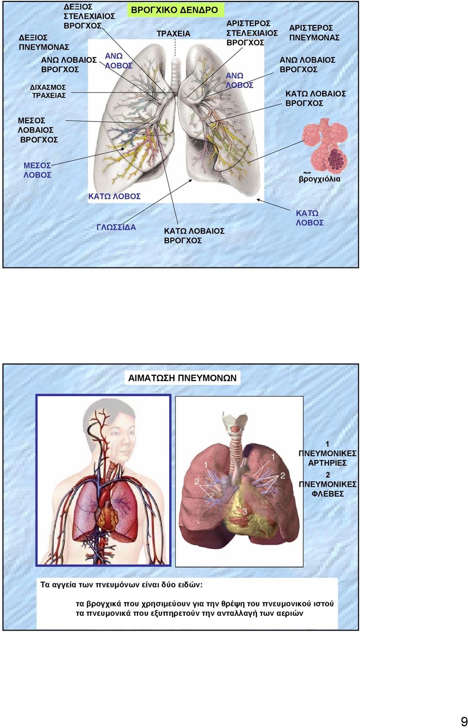 ΓΛΩΣΣΙΔΑ ΚΑΤΩ ΛΟΒΑΙΟΣ ΚΑΤΩ ΛΟΒΟΣ ΑΙΜΑΤΩΣΗ ΠΝΕΥΜΟΝΩΝ 1 ΠΝΕΥΜΟΝΙΚΕΣ ΑΡΤΗΡΙΕΣ 2 ΠΝΕΥΜΟΝΙΚΕΣ ΦΛΕΒΕΣ Τα αγγεία των πνευμόνων