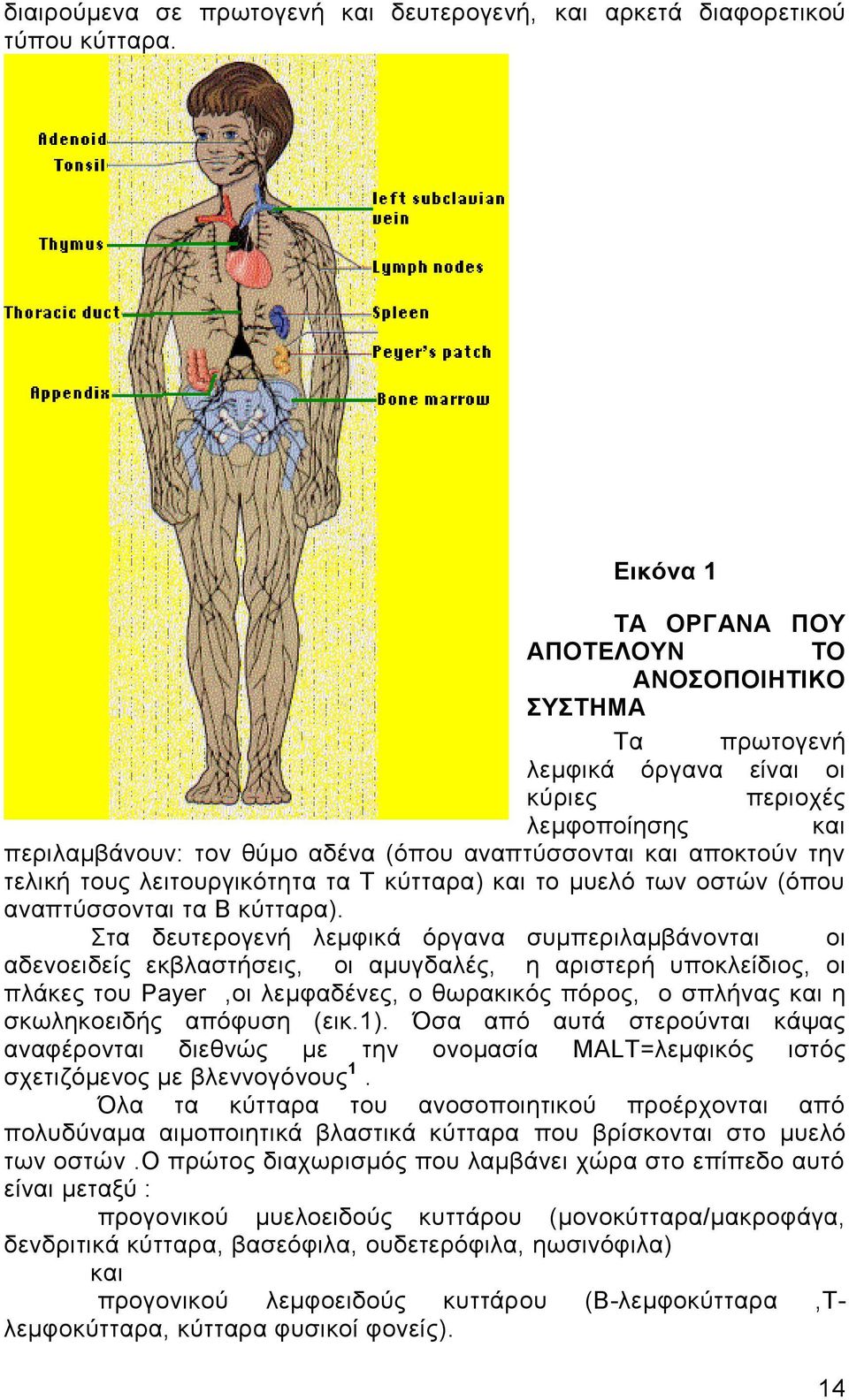 τελική τους λειτουργικότητα τα Τ κύτταρα) και το μυελό των οστών (όπου αναπτύσσονται τα Β κύτταρα).