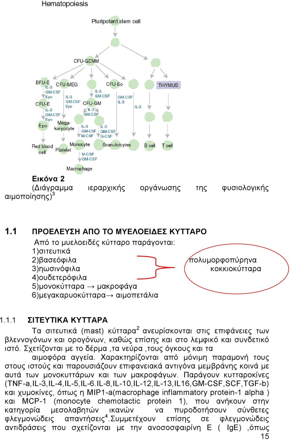 6)μεγακαρυοκύτταρα αιμοπετάλια 1.1.1 ΣΙΤΕΥΤΙΚΑ ΚΥΤΤΑΡΑ Τα σιτευτικά (mast) κύτταρα 2 ανευρίσκονται στις επιφάνειες των βλεννογόνων και ορογόνων, καθώς επίσης και στο λεμφικό και συνδετικό ιστό.