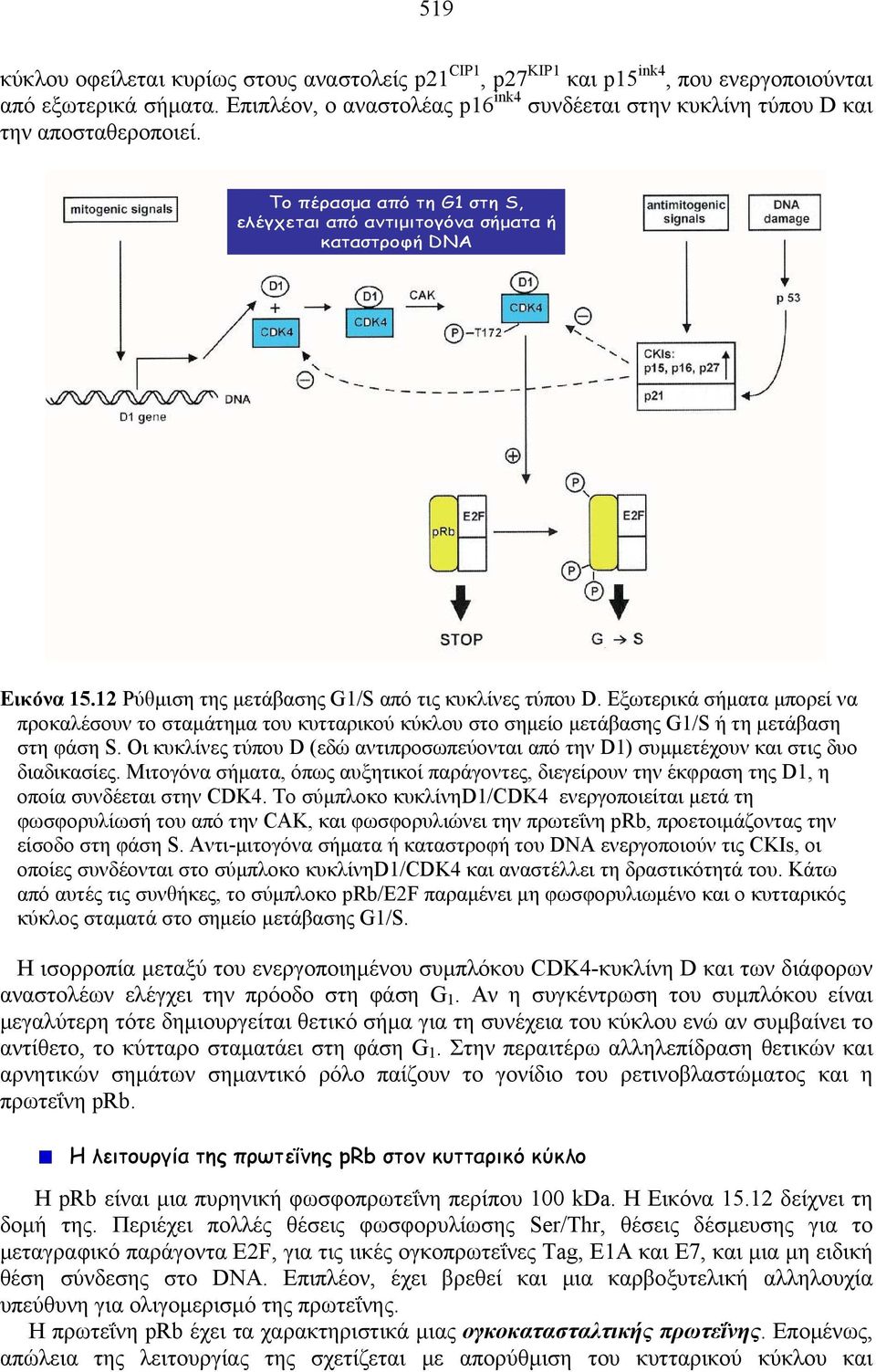 12 Ρύθμιση της μετάβασης G1/S από τις κυκλίνες τύπου D. Εξωτερικά σήματα μπορεί να προκαλέσουν το σταμάτημα του κυτταρικού κύκλου στο σημείο μετάβασης G1/S ή τη μετάβαση στη φάση S.