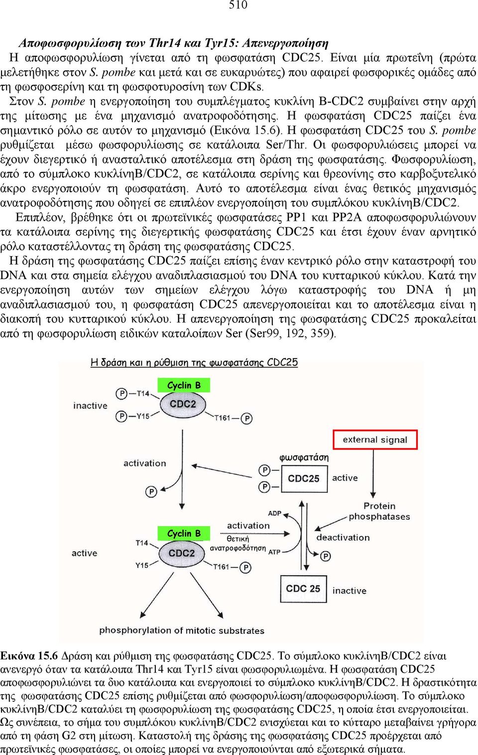 pombe η ενεργοποίηση του συμπλέγματος κυκλίνη B-CDC2 συμβαίνει στην αρχή της μίτωσης με ένα μηχανισμό ανατροφοδότησης. Η φωσφατάση CDC25 παίζει ένα σημαντικό ρόλο σε αυτόν το μηχανισμό (Εικόνα 15.6).