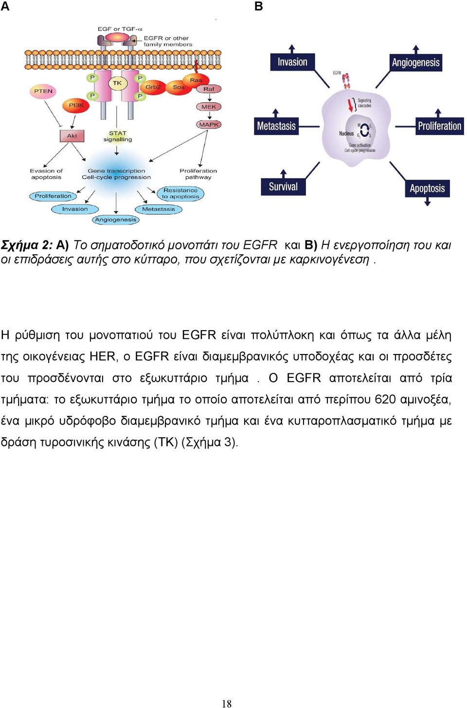Η ρύθμιση του μονοπατιού του EGFR είναι πολύπλοκη και όπως τα άλλα μέλη της οικογένειας HER, ο EGFR είναι διαμεμβρανικός υποδοχέας και οι